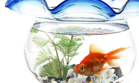 魚缸每次換水之后都要加鹽嗎