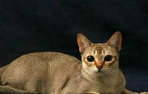 新加坡貓尿結石的原因及處理方法