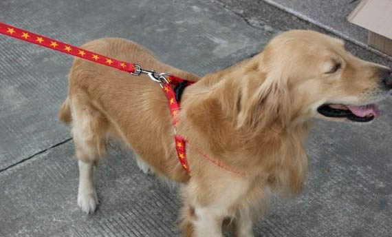 一個(gè)月的狗狗得了肺炎還能活多久?