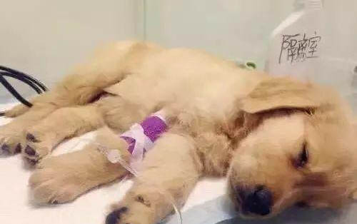 狗狗細小病毒有哪些癥狀