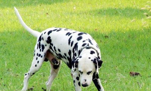 狂犬病貓十天內必死嗎