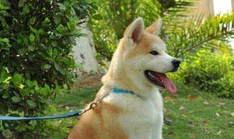 如何區(qū)分秋田犬和柴犬
