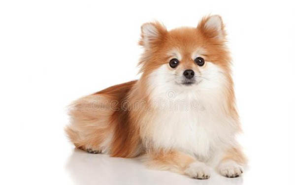 幼犬感冒了服用什么藥