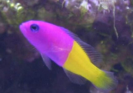 七彩神仙魚可以和鸚鵡魚混養(yǎng)嗎?