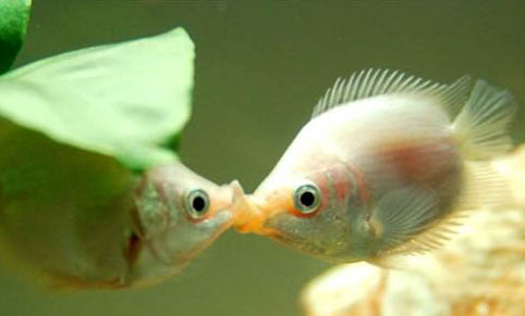 觀(guān)賞魚(yú)的種類(lèi)有哪些