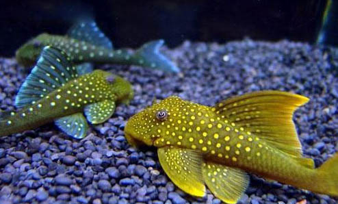 清道夫魚能清理魚缸嗎?