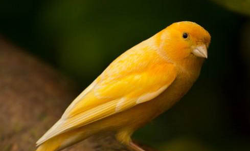 金絲雀為什么不能養(yǎng)兩只