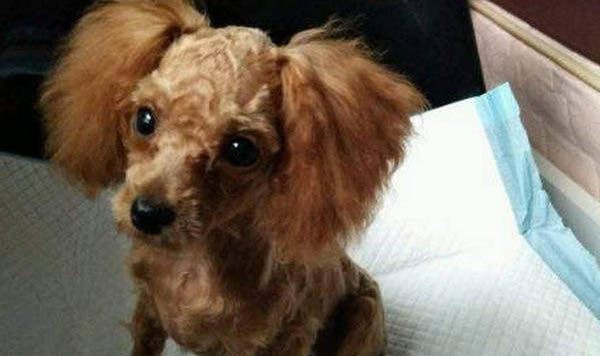 狗狗犬瘟幾天過危險期