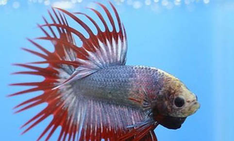 貓咪為什么想吃生魚