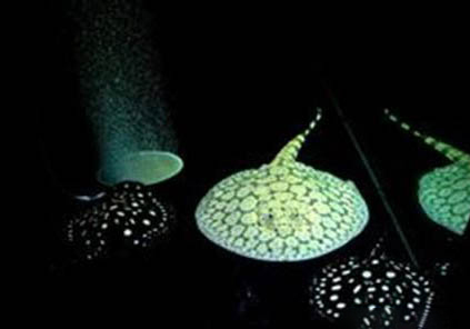 鸚鵡魚身上掉鱗發白爛皮