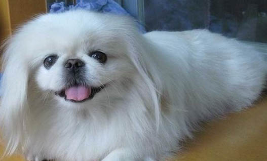 黑色迷你貴賓犬圖片