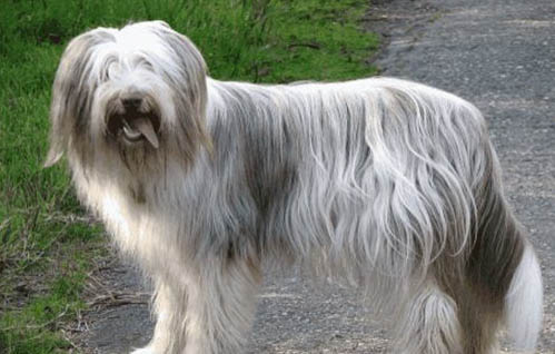 阿拉拜牧羊犬和狼哪個厲害