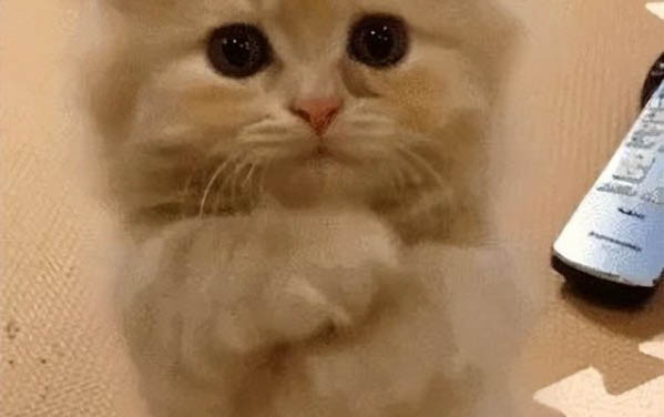 小貓不愛動什么原因