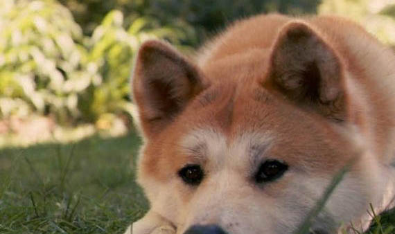 日本秋田犬智商