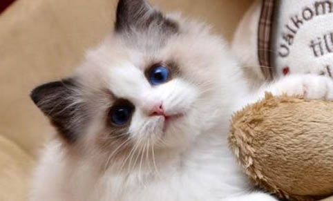 如何使貓少掉毛