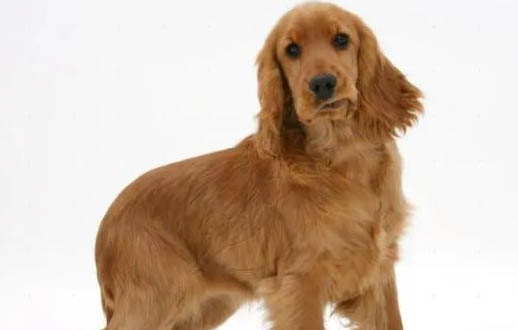 可卡犬價(jià)格