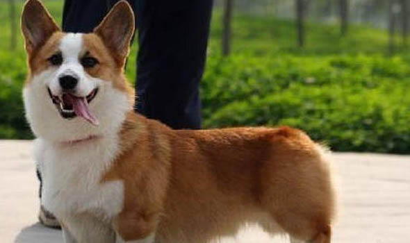 威爾士柯基與瑞典柯基的區(qū)別是什么?