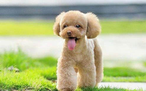 貴賓狗懷孕多久生產