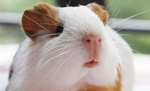 飼養(yǎng)荷蘭鼠的注意事項(xiàng)