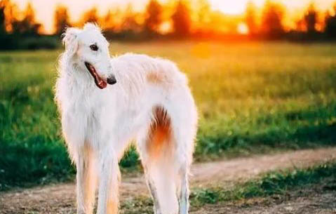 愛爾蘭獵狼犬咳嗽吃什么藥效果好