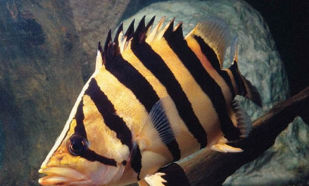 夜釣一般用多長的魚竿