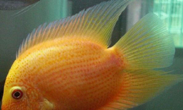 斗魚混養需要注意什么