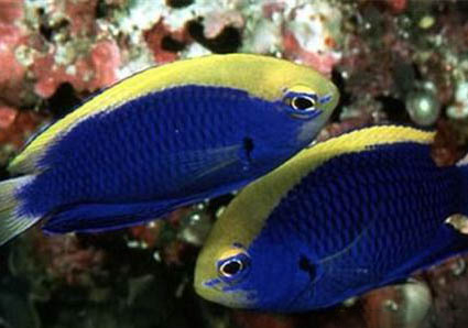 金翅雀多久才成年