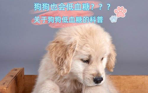 狗狗應(yīng)激反應(yīng)怎么緩解