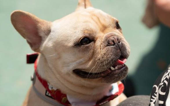 法牛犬渾身無力怎么回事