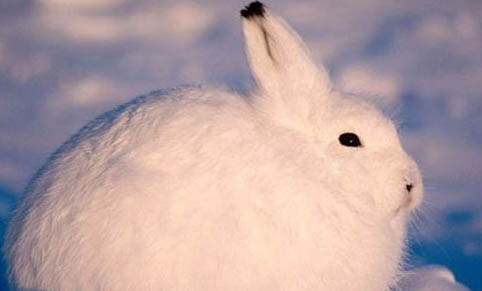 寵物兔子品種有哪些