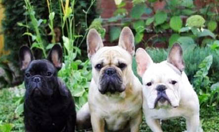 法斗犬和斗牛犬的區別