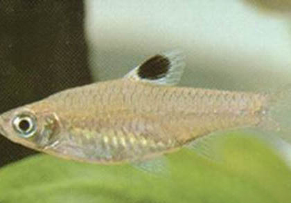藍眼皇冠豹異形魚怎么養