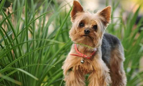 約克夏認主人的表現——