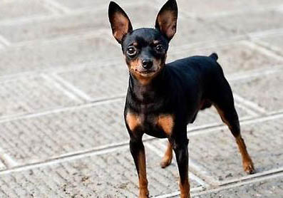 一只杜賓犬大概多少錢
