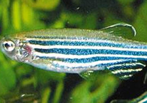 斑馬魚幾月份開始繁殖