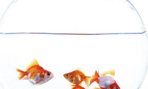 魚缸養(yǎng)錦鯉怎么養(yǎng)