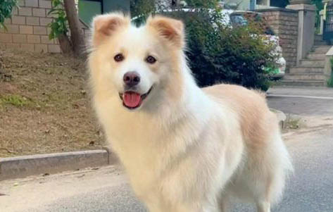 狗狗會吐黃水嗎