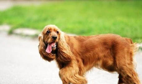 美國可卡犬為什么突然不愛吃東西?