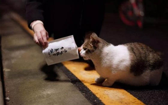 貓坐飛機應激反應
