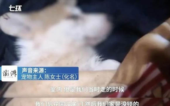 3個月小狗感冒了怎么辦?