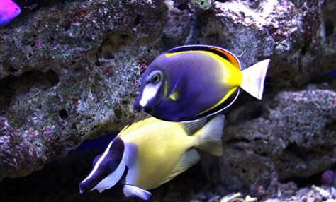 海水觀賞魚對水質有哪些要求