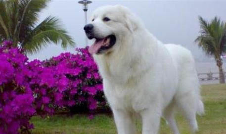 大白熊犬一般懷孕幾個月生產