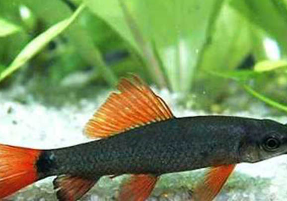 彩虹鯊變色怎么辦