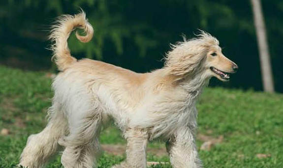 美國水獵犬軟骨病怎么治