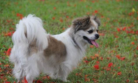 公蝴蝶犬一生認幾個主人