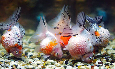 飼養熱帶魚的注意事項