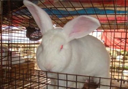 新西蘭兔子可以長多少斤