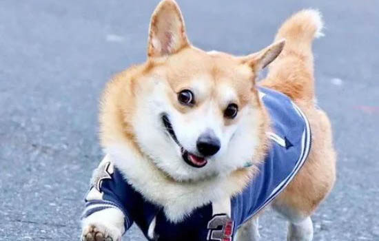 柯基和柴犬哪個貴