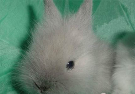 獅子兔多少錢一只