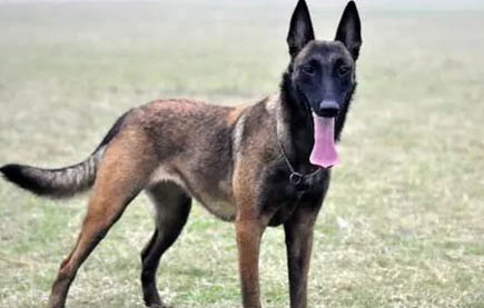 中國馬犬真假對比